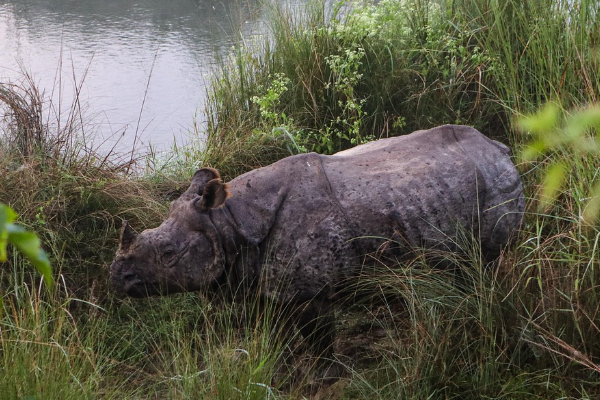 Nepal Tour Package With Chitwan From Gorakhpur