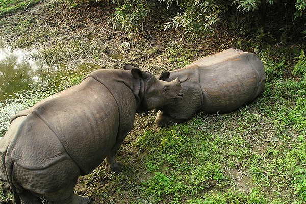 Chitwan Wildlife Tour Package